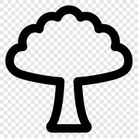 Baum symbol