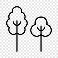 are, beautiful, forest, trees icon svg