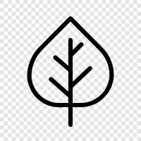 aspen, leaves, tree, autumn icon svg