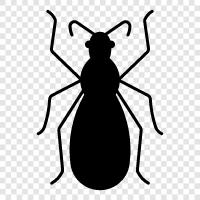 assassin bug bite, assassin bug identification, assassin bug life cycle, assassin bug icon svg