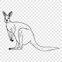 Australia, marsupials, hopping, jumping icon svg