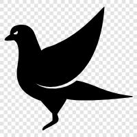 Avian icon svg