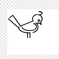 avian, ornithology, conservation, Bird icon svg