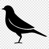 avian, feathered, bird, pet icon svg