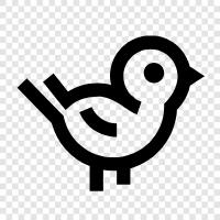 avian, fowl, poultry, pet icon svg