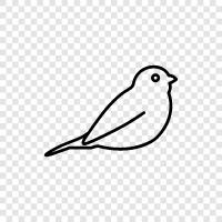 avian, birdwatching, ornithology, seabird icon svg