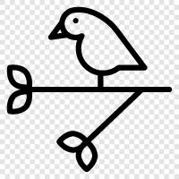 avian, pet, parrot, canary icon svg