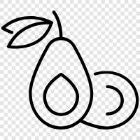 avocado tree, avocado fruit, avocado farming, avocado growers icon svg