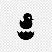 baby, chick, fledgling, hatchling icon svg