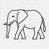 Baby Elefant, Elefantenpflege, Elefantenschutzgebiet, Elefantentour symbol