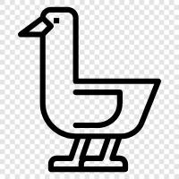 baby geese, barnyard geese, grey geese, white ge icon svg