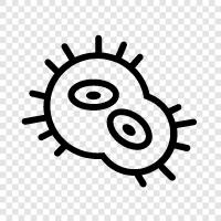 bacteria colonies, bacteria identification, bacteria life cycle, bacteria reproduction icon svg