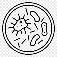 bacteria colonies, bacteria cultures, bacteria identification, bacteria growth icon svg