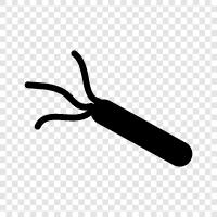 bacteria colonies, bacteria identification, bacteria microscopy, bacteria physiology icon svg