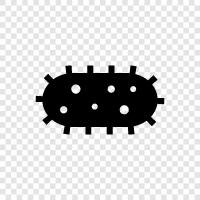 bacteria growth, bacteria colonies, bacteria identification, bacteria research icon svg