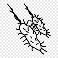 bacteria icon svg