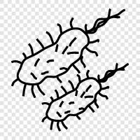 bacteria icon svg