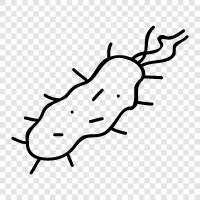 bacteria icon svg