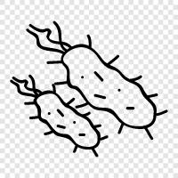 bacteria, bacter icon svg