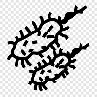 bacteria icon svg