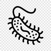 bacteria icon svg