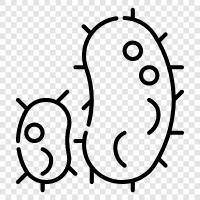 bacteria icon svg