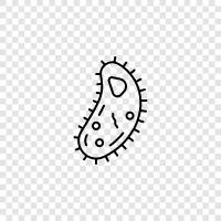 bacteria icon svg