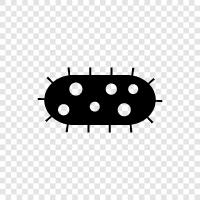 bacteria icon svg