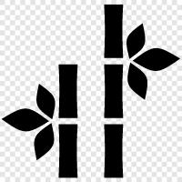 Bambussprossen, Bambussprossen zum Kochen, Bambussprossen für medizinische Zwecke, Bambus symbol