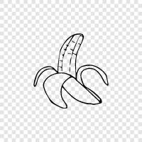 banana fruit, banana plant, banana cultivar, banana tree icon svg