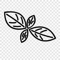 basil leaves, basil plant, basil seeds, basil plants for sale icon svg