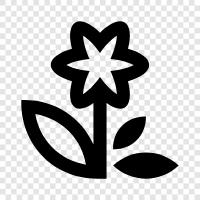 Beautiful, Floral, Bloom, Garden icon svg