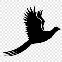 beautiful, feathers, flight, habitat icon svg