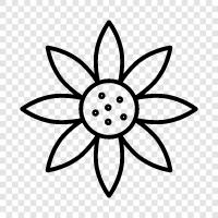 schön, blüte, boutonniere, cors symbol