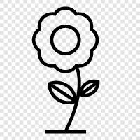 Beautiful, Bloom, Bloomers, Bouquet icon svg