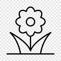 Beautiful, Bloom, Blooming, Bouquet icon svg