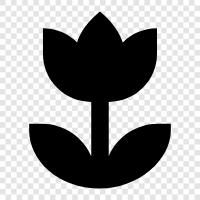 Schön, Blüte, Bunt, D symbol