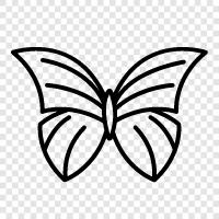 beauty, colors, flutter, flight icon svg