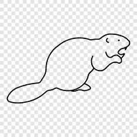 beaver, beaver dam, beaver tail, beaver lodge icon svg