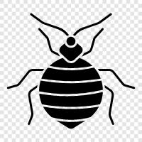 bed bugs, bed bug infestation, bed bug spray, bed bug eggs icon svg