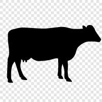 Beef, Dairy, Milk, Calf icon svg