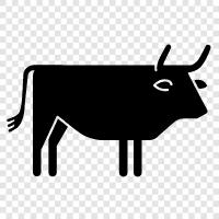 beef, herd, bovine, beef cattle icon svg