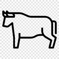 beef cattle, beef production, beef farmer, beef cattle farmer icon svg