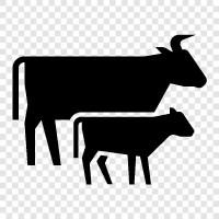 Beef, Dairy, Meat, Milk icon svg