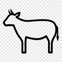 Rindfleisch, Milch, Käse, Joghurt symbol