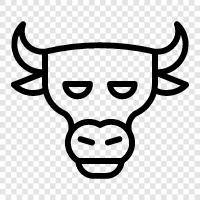 beef, cattle, beef cattle, bullfighting icon svg