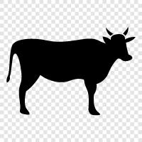 beef, milk, cheese, rennet icon svg