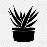 benefits of aloe vera, aloe vera gel, aloe, Aloe vera plant icon svg