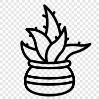 Vorteile von Aloe Vera, Aloe Vera für die Hautpflege, al, Aloe Vera symbol