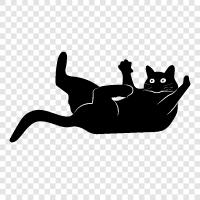 best cat pet, cat breeds for adoption, cat breeds for people, cute icon svg